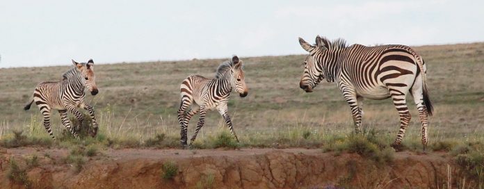 mountain zebra national park