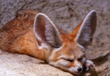 Ansongo Giraffe Reserve Ansongo Giraffe Reserve Mali