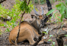 Bouba Ndjida National Park Bouba Ndjida National Park Kameroen