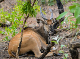 Bouba Ndjida National Park Bouba Ndjida National Park Kameroen