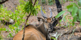 Bouba Ndjida National Park Bouba Ndjida National Park Kameroen