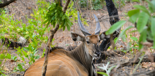 Bouba Ndjida National Park Bouba Ndjida National Park Kameroen