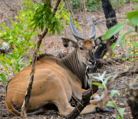 Bouba Ndjida National Park Bouba Ndjida National Park Kameroen