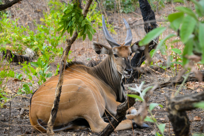 Bouba Ndjida National Park Kameroen