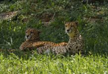 Technologie en visumvrijheid geven toerisme in Afrika een boost Cheeta Bangweulu African Parks