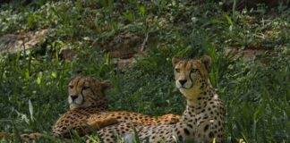 Technologie en visumvrijheid geven toerisme in Afrika een boost Cheeta Bangweulu African Parks