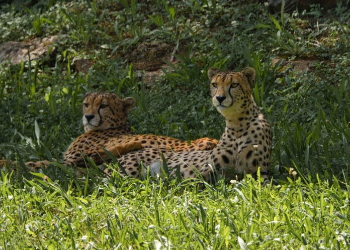 Cheeta Bangweulu African Parks