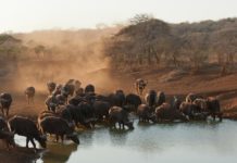 Dinder National Park Dinder National Park Soedan