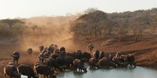 Dinder National Park Dinder National Park Soedan