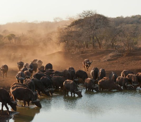 Dinder National Park Dinder National Park Soedan