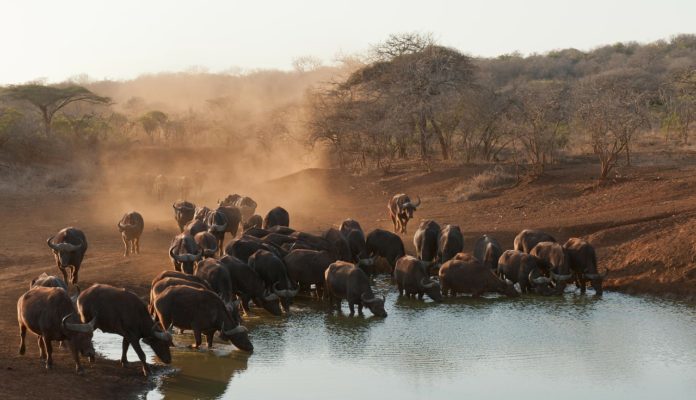 Dinder National Park Soedan