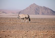 Iona National Park is de oudste woestijn ter wereld Iona National Park Angola