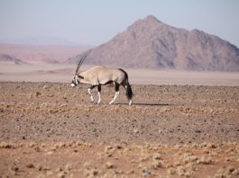 Iona National Park is de oudste woestijn ter wereld Iona National Park Angola