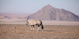 Iona National Park is de oudste woestijn ter wereld Iona National Park Angola