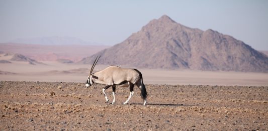 Iona National Park is de oudste woestijn ter wereld Iona National Park Angola