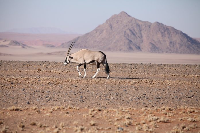 Iona National Park Angola