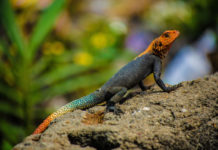 Kolonistenagame in de serie dier uitgelicht Kolonistenagame Stunningtravel