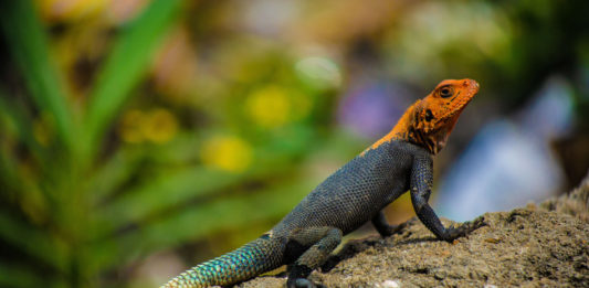 Kolonistenagame in de serie dier uitgelicht Kolonistenagame Stunningtravel