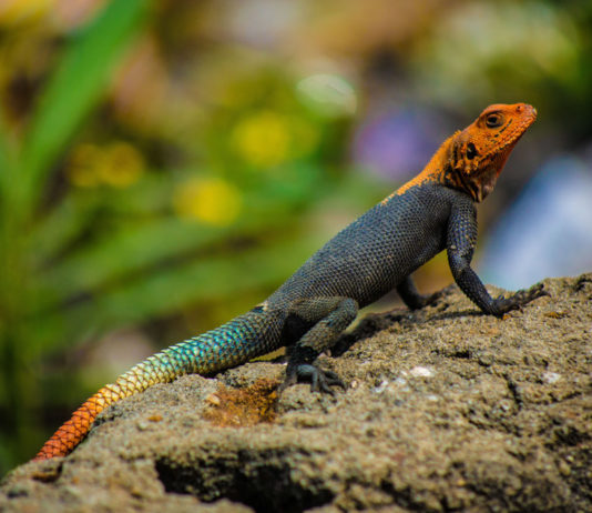 Kolonistenagame in de serie dier uitgelicht Kolonistenagame Stunningtravel