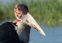 Kundelungu National Park Kundelungu National Park Congo