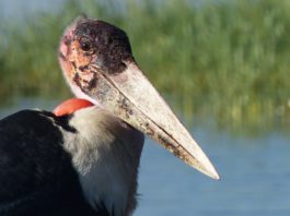 Kundelungu National Park Kundelungu National Park Congo