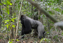 Lesio-Louna Gorilla National Reserve brengt gorilla’s groot Lesio-Louna Gorilla National Reserve