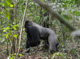 Lesio-Louna Gorilla National Reserve brengt gorilla’s groot Lesio-Louna Gorilla National Reserve