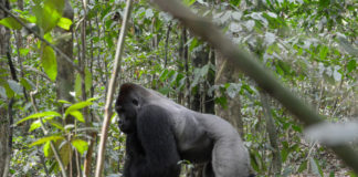 Lesio-Louna Gorilla National Reserve brengt gorilla’s groot Lesio-Louna Gorilla National Reserve