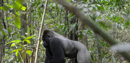 Lesio-Louna Gorilla National Reserve brengt gorilla’s groot Lesio-Louna Gorilla National Reserve