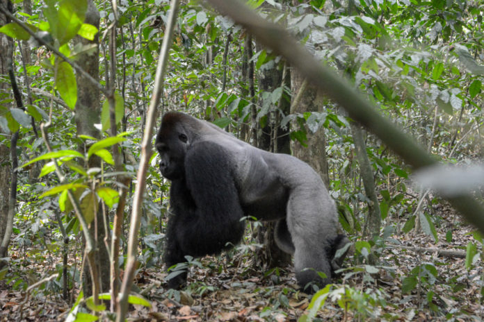 Lesio-Louna Gorilla National Reserve