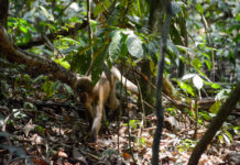 Maiko National Park Maiko National Park Congo