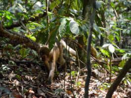 Maiko National Park Maiko National Park Congo