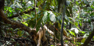Maiko National Park Maiko National Park Congo