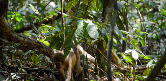 Maiko National Park Maiko National Park Congo