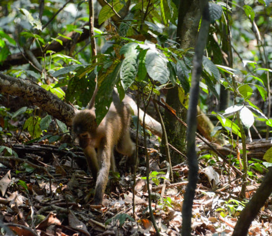 Maiko National Park Maiko National Park Congo