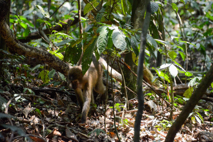 Maiko National Park Congo