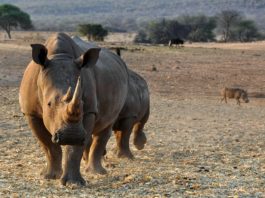 Mangetti National Park Mangetti National Park Namibie