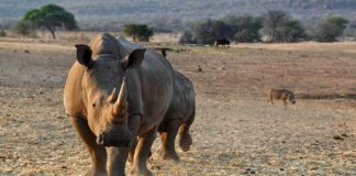 Mangetti National Park Mangetti National Park Namibie