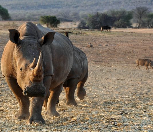 Mangetti National Park Mangetti National Park Namibie