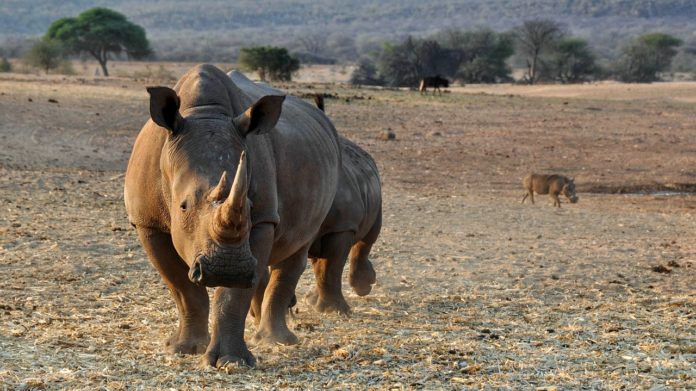 Mangetti National Park Namibie