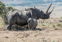 Mkomazi National Park Mkomazi National Park Tanzania