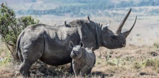 Mkomazi National Park Mkomazi National Park Tanzania