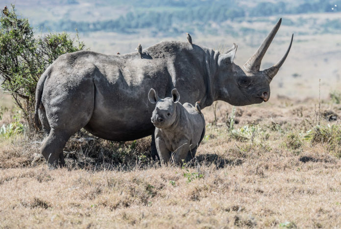 Mkomazi National Park Tanzania