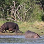 Nijlpaard Afrika Zambia