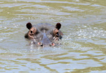 Nijlpaard in de serie dier uitgelicht Nijlpaard Kruger Afrika
