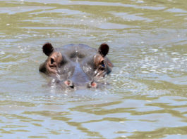Nijlpaard in de serie dier uitgelicht Nijlpaard Kruger Afrika