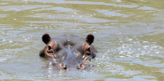 Nijlpaard in de serie dier uitgelicht Nijlpaard Kruger Afrika