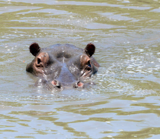 Nijlpaard in de serie dier uitgelicht Nijlpaard Kruger Afrika