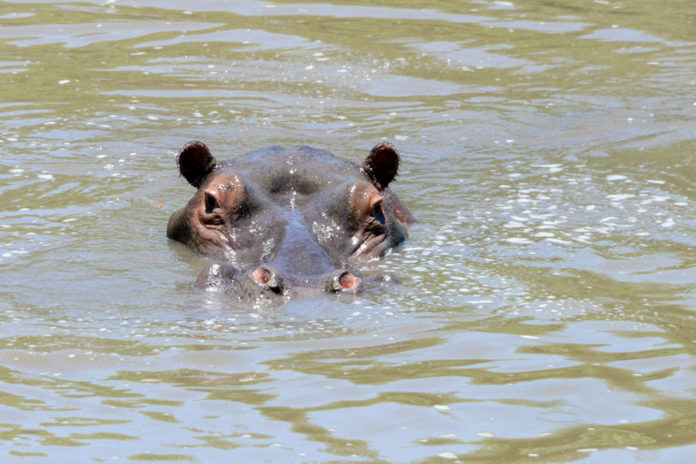Nijlpaard Kruger Afrika
