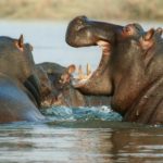 Nijlpaard stunningtravel afrika